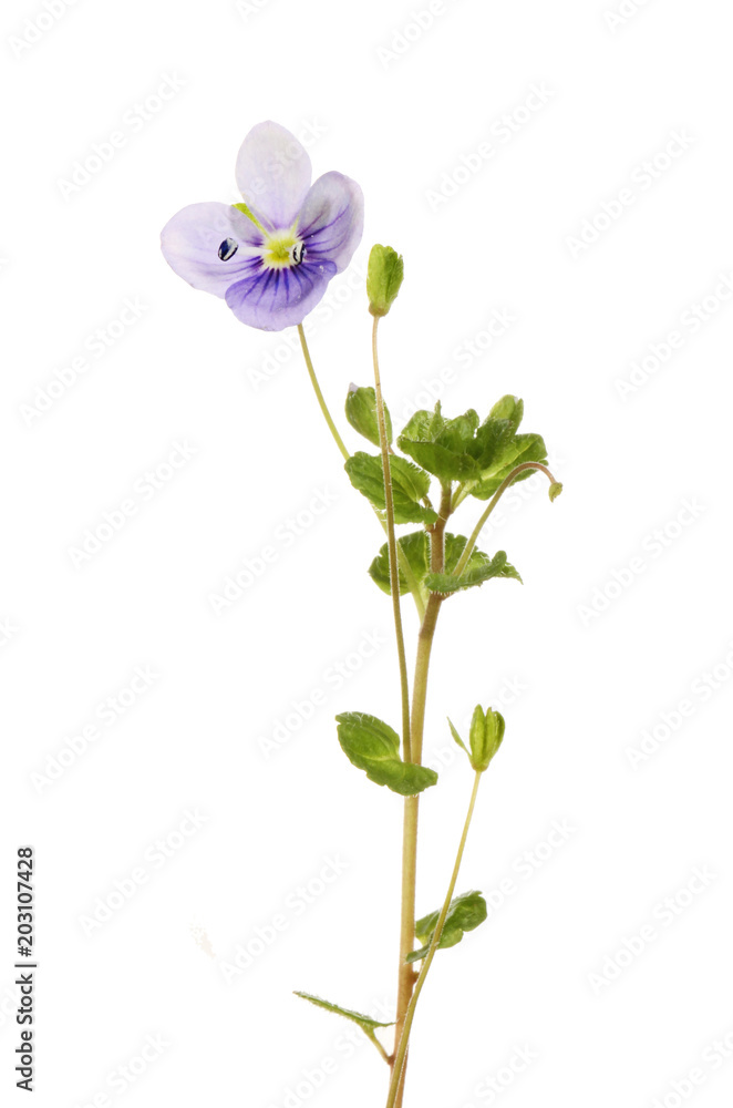 Fototapeta premium Germander speedwell flower and foliage