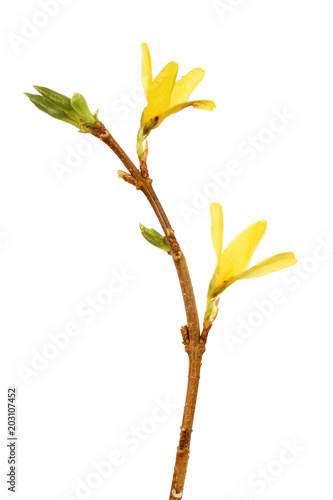 Forsythia flowers and buds