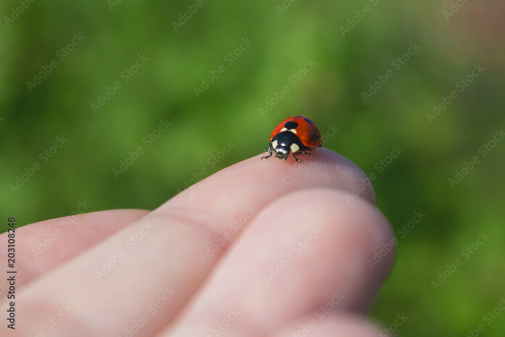 ladybug on his finger on green background ladybug on his finger on green background