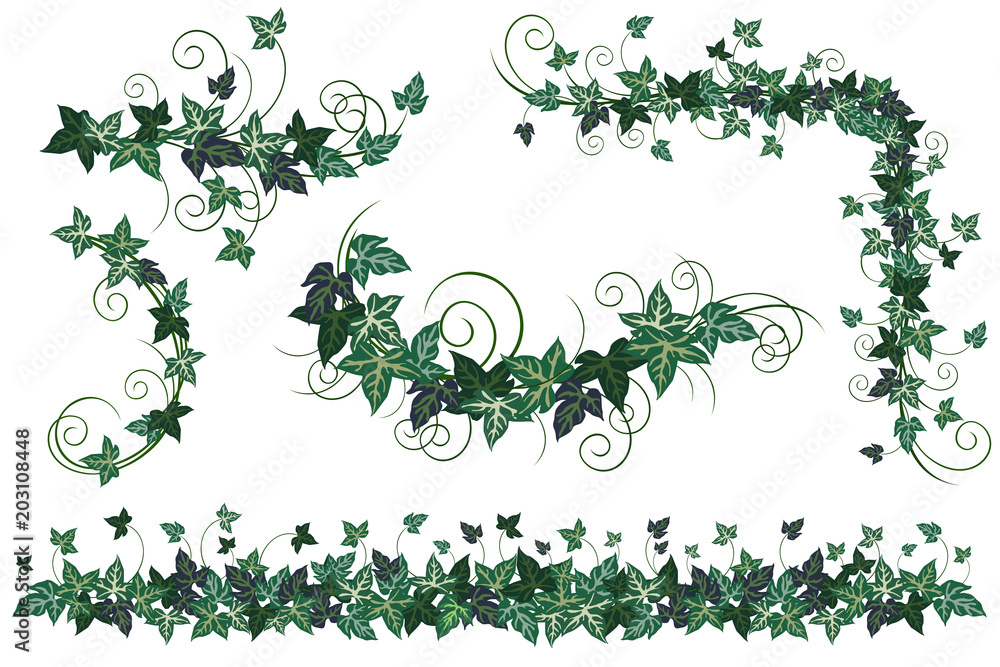 Ivy vines. Set of realistic vector illustrations of ivy vines isolated on white background for floral decorative design.
