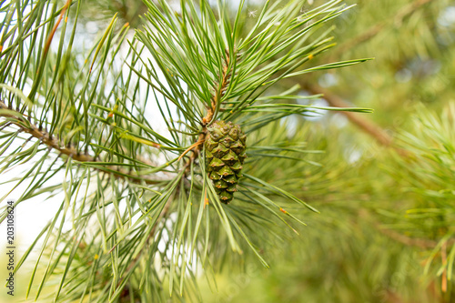 Cones on a pine in the woods