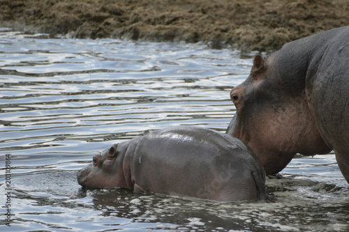 bébé hippopotame
