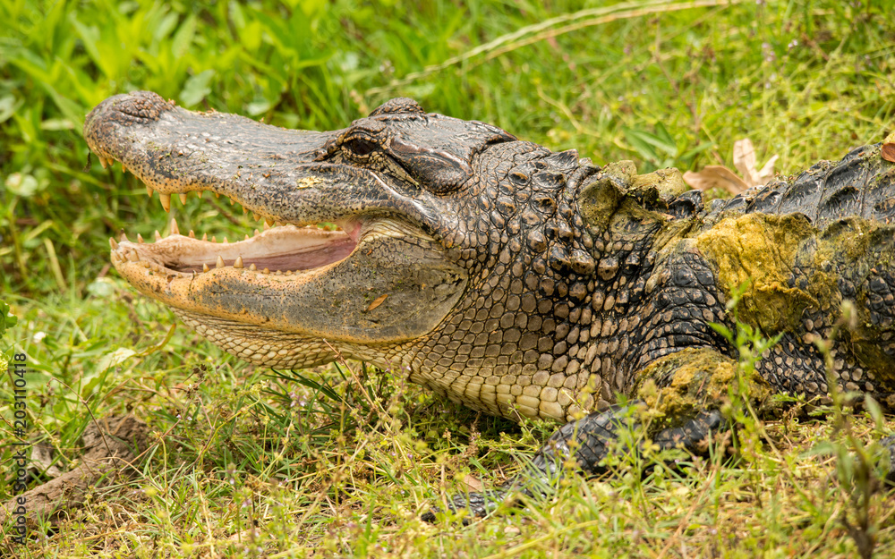 Obraz premium Brazos Bend State Park, Texas