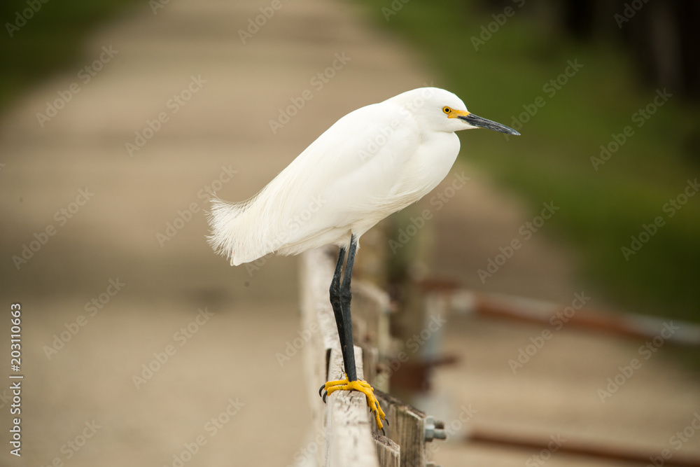 Obraz premium Snowy Egret in Brazos Bend State Park, Texas