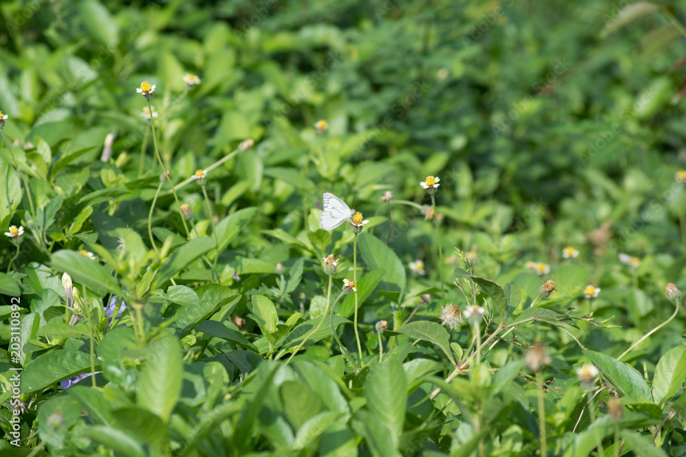 Obraz premium 自然・花・季節・蝶・白