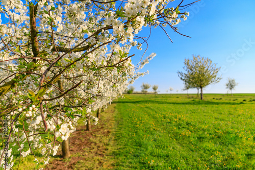 Panorama of a white blooming symmetrical cherry tree plantation
