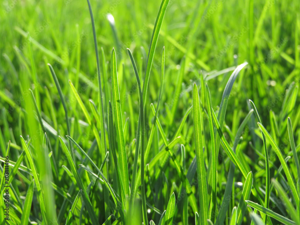 Green grass texture background. Fresh spring grass Green grass texture background. Fresh spring grass