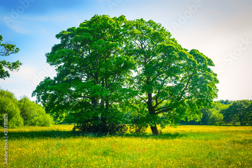 A lone tree stands center of a buttercup filled field in an English country meadow