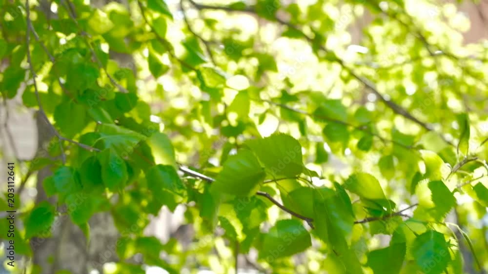 Beautiful Sun shine over the blowing on wind birch green leaves. Beautiful Sun shine over the blowing on wind birch green leaves.