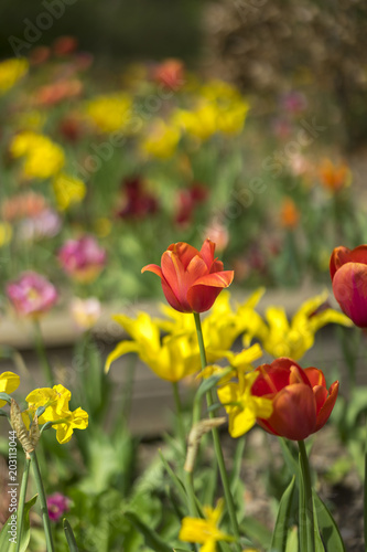 Field of tulip flowers