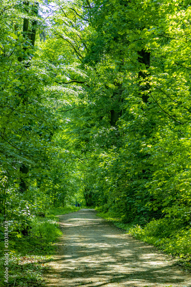 Fototapeta premium path through dense forest with green oak trees