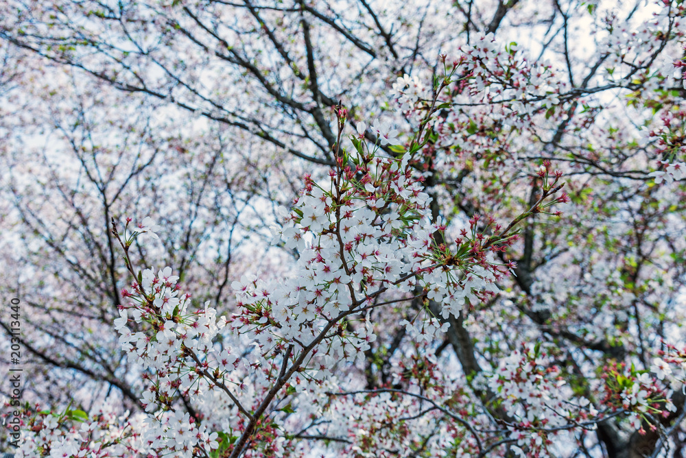 sakura cherry blossom tree in Gongendo park Japan