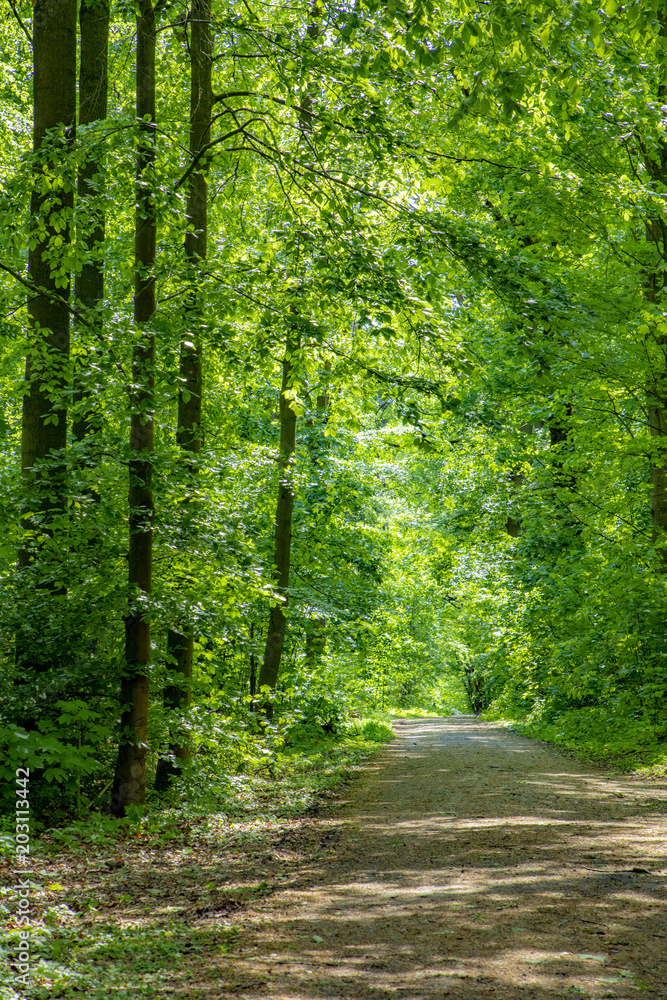 path through dense forest with green oak trees path through dense forest with green oak trees