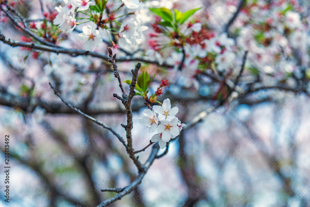sakura cherry blossom tree in Gongendo park Japan sakura cherry blossom tree in Gongendo park Japan