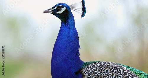 Profile Close Up of Male Peacock Head And Neck - DCi 4K Resolution