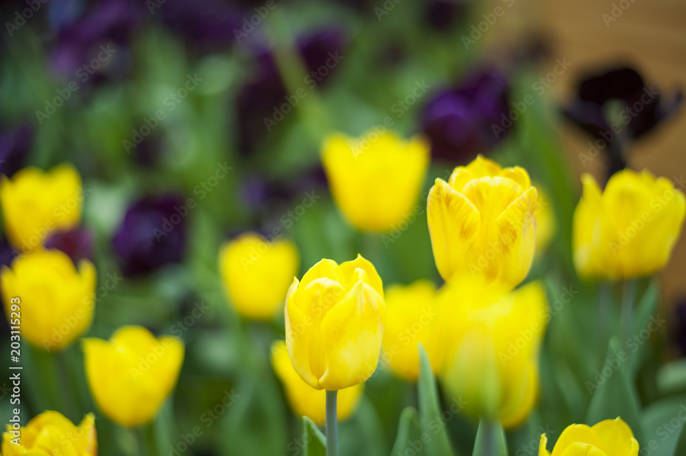 Shot of some beautiful yellow garden tulips in a garden during springtime Shot of some beautiful yellow garden tulips in a garden during springtime