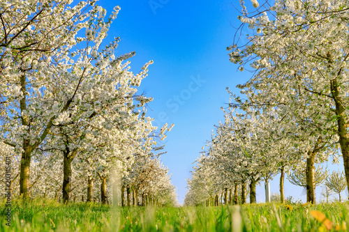 Panorama of a white blooming symmetrical cherry tree plantation