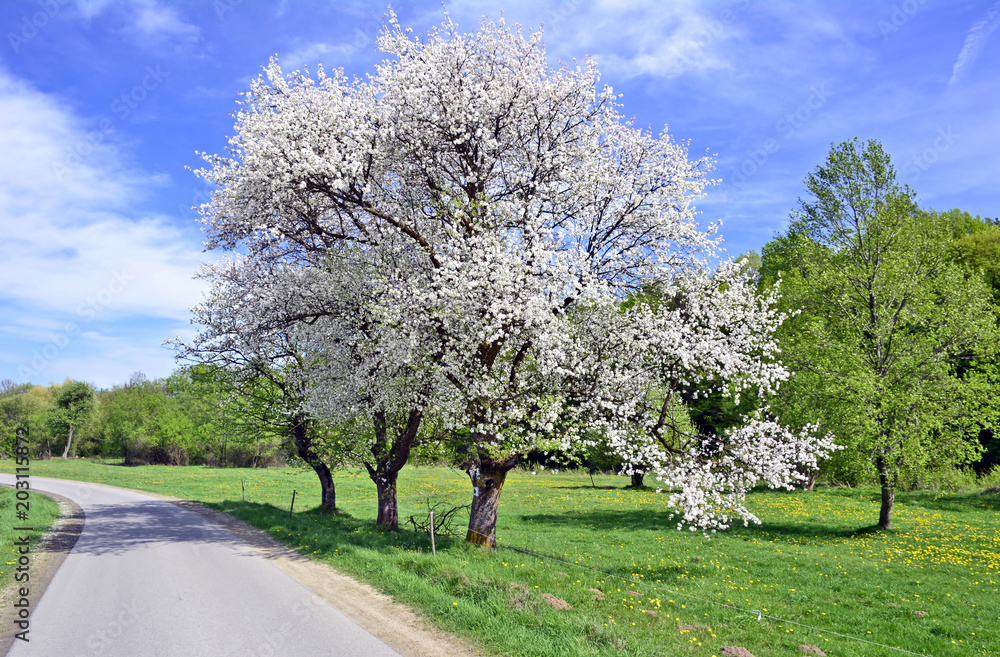 Country road in spring with blooming trees and some clouds Country road in spring with blooming trees and some clouds