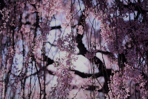 Spring in New York - Cherry blossoms  photo