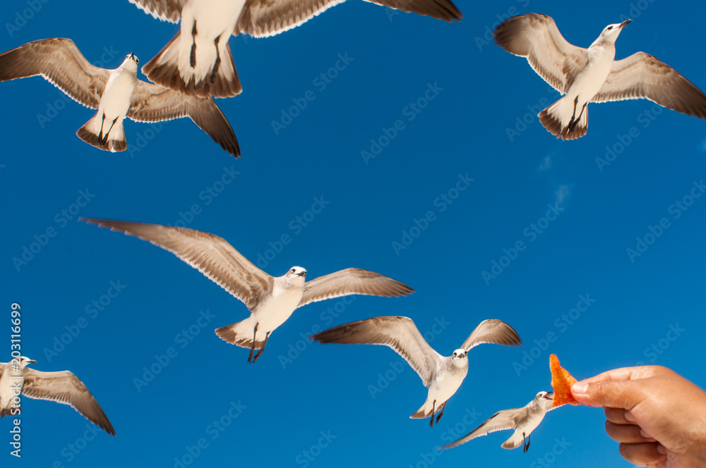 Obraz premium gaviotas cielo