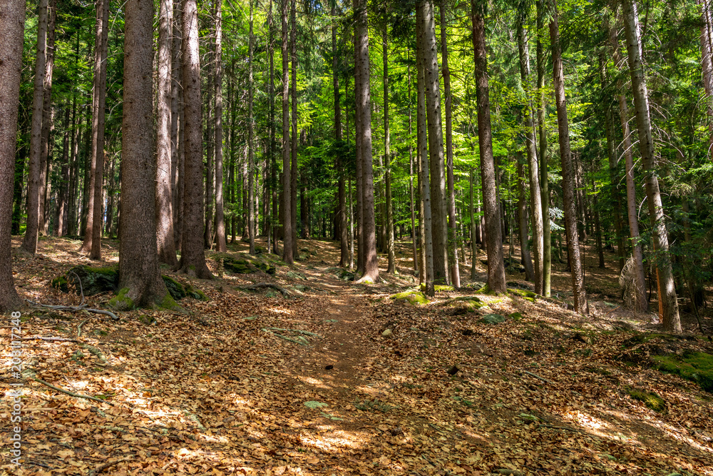 Wald mit Sonnenstrahlen und Laub im Bayerischen Wald Wald mit Sonnenstrahlen und Laub im Bayerischen Wald