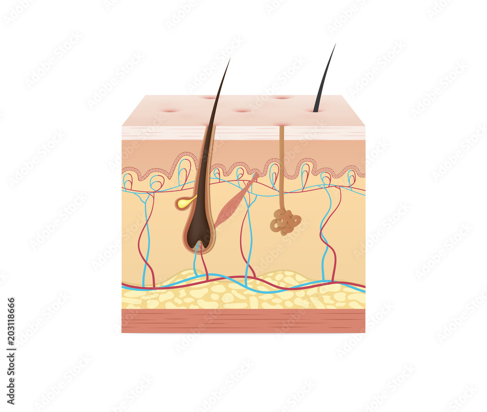 Vol.2 Structure of the skin illustration vector on white background ...