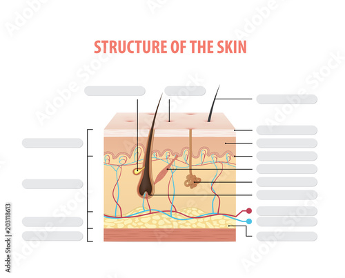 Vol.2 Structure of the skin info blank illustration vector on white background. Beauty concept.