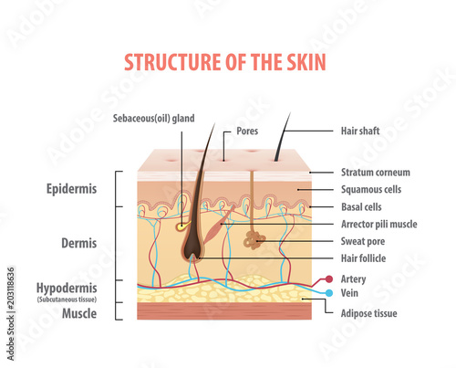 Vol.2 Structure of the skin info graphics illustration vector on white background. Beauty concept. photo