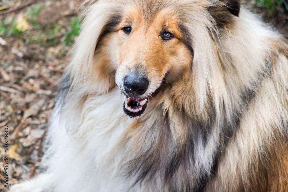 Rough Collie (also known as the Long-Haired Collie or Scottish Collie) Rough Collie (also known as the Long-Haired Collie or Scottish Collie)