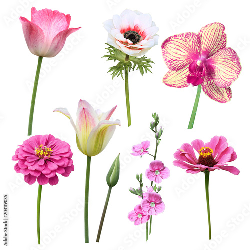 set of pink isolated flowers on a white background in macro photography