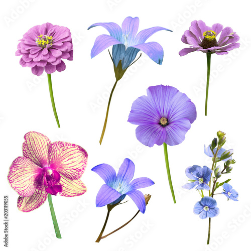 Fototapeta Naklejka Na Ścianę i Meble -  set of blue isolated flowers on a white background
