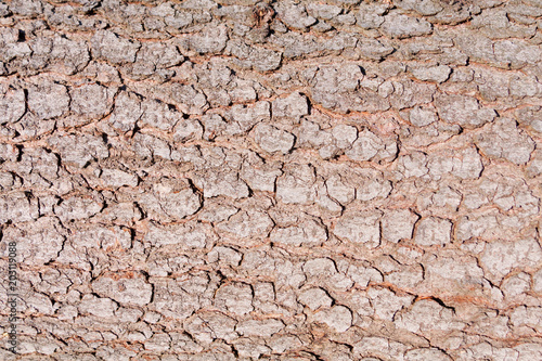 Brown bark as a natural background