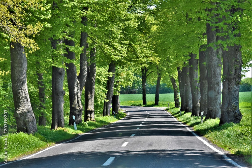 trees with green leaves along the road