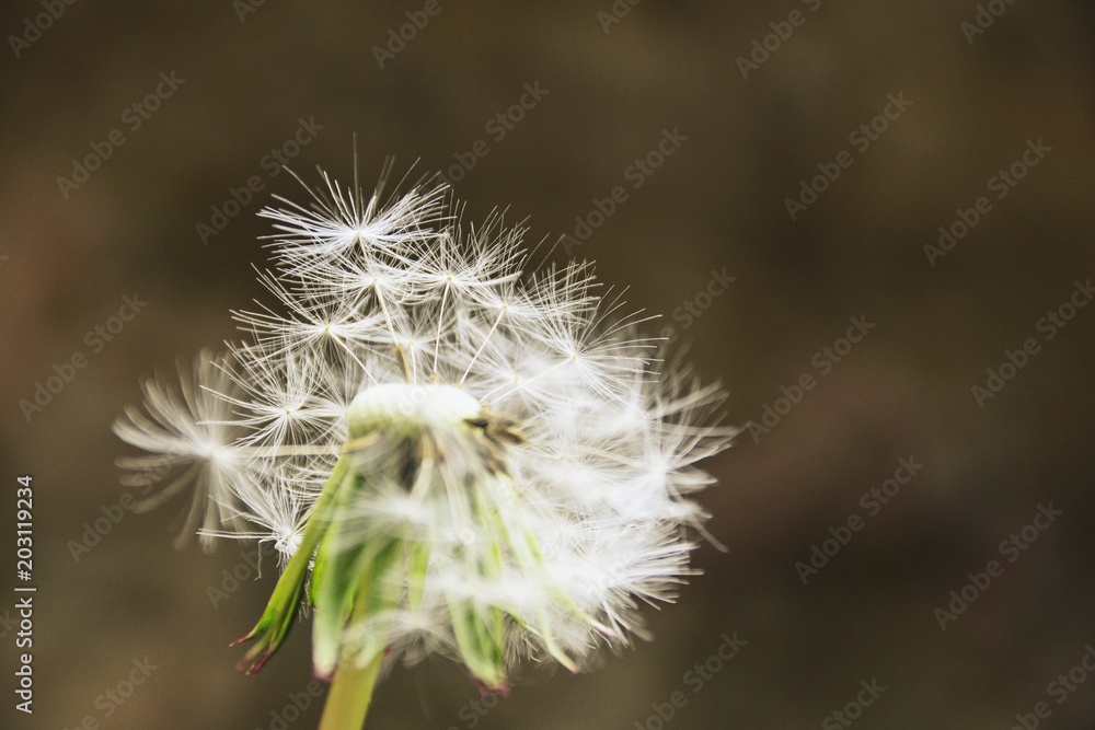 Сommon dandelion blowball with blurred grey and brown background Сommon dandelion blowball with blurred grey and brown background