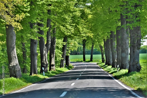 trees with green leaves along the road
