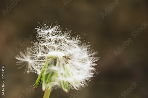   ommon dandelion blowball with blurred grey and brown background 