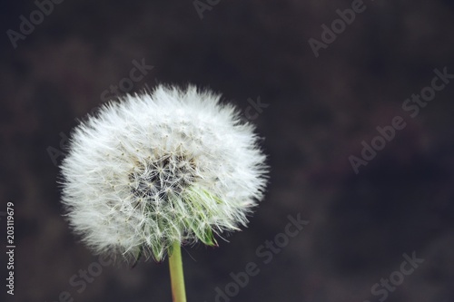   ommon dandelion blowball with blurred grey and brown background 