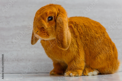 sweet rabbit