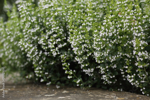 Bienenweide