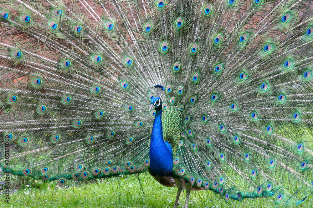 Obraz premium Peacock shows his nice feathers