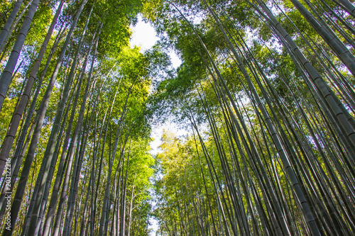 Arashiyama Bamboo grove on sunshine background in Kyoto, Japan
