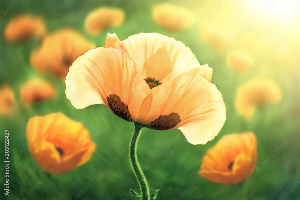 Fototapeta premium Flowering poppy flower, in the background poppy flowers.