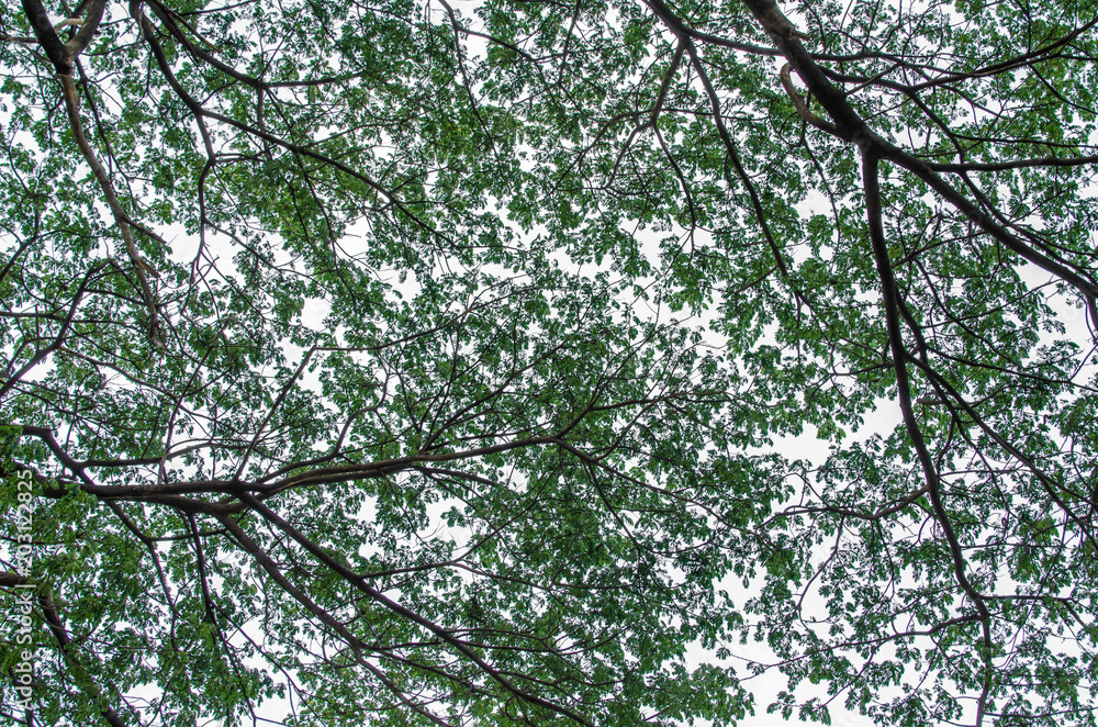Fototapeta premium Tree and sky.background