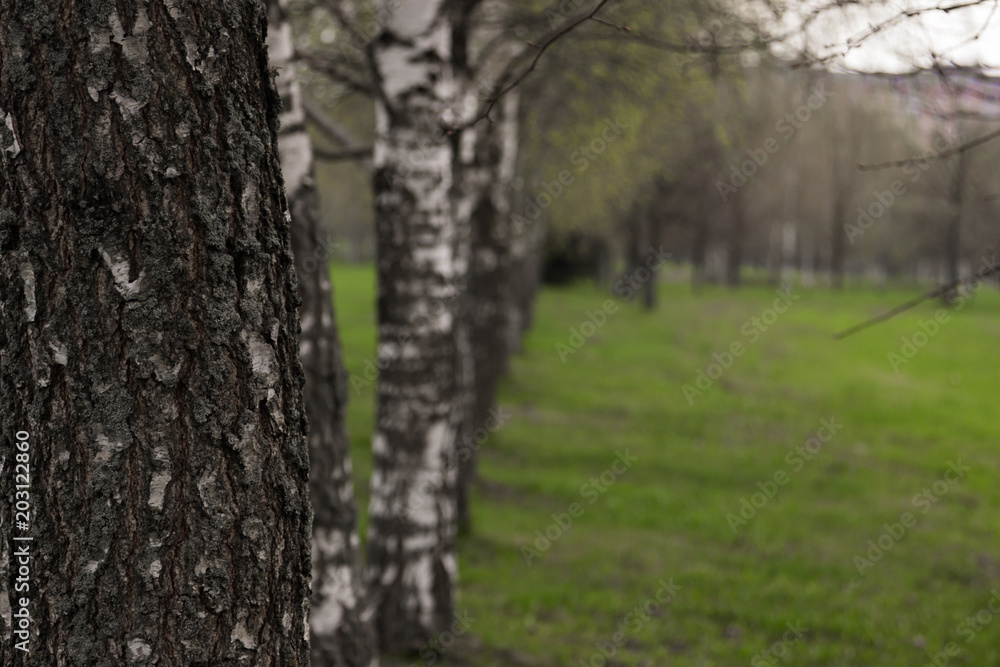 Alley of birches. Birch trees in Belarus. Beautiful trees in the green. Alley of birches. Birch trees in Belarus. Beautiful trees in the green.