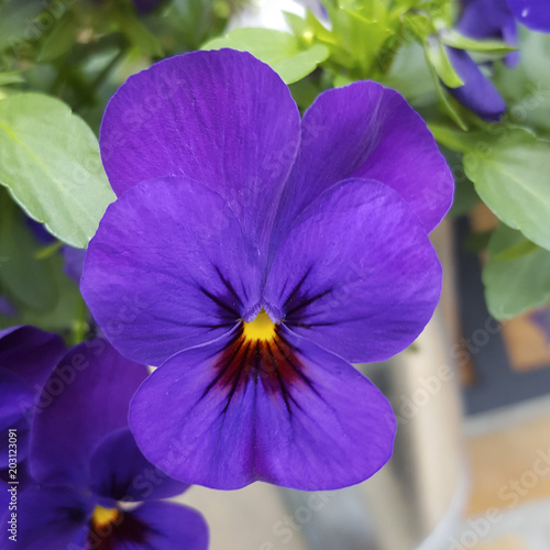 Purple flower of Violet, close-up © roelmeijer