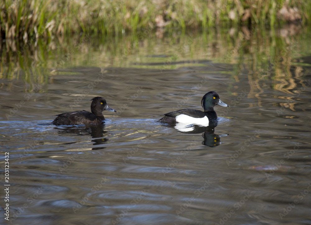 Tufted duck a spring day at Drottningholm in Stockholm Tufted duck a spring day at Drottningholm in Stockholm