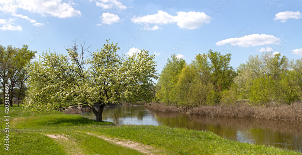 Wild pear tree on the shore blooms on the river bank