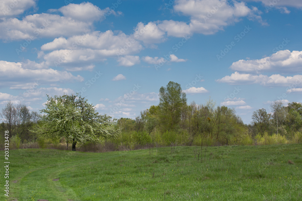 Blossoming pear tree on a green meadow Blossoming pear tree on a green meadow