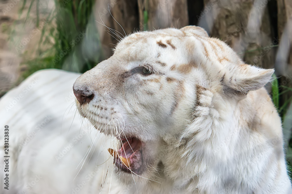 Naklejka premium White Tiger in zoo