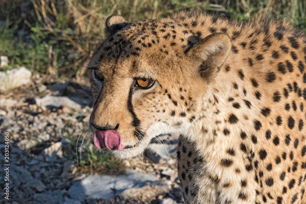 Portrait of a leopard (Panthera pardus) in the evening sun light, namibia Portrait of a leopard (Panthera pardus) in the evening sun light, namibia